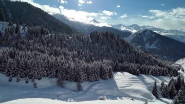 Dağ vadisi manzarasının insansız hava aracı görüntüsü Almaty City, Kazakistan yakınlarındaki bakir beyaz kar ve ladin ağacı ormanlarıyla kaplıydı.