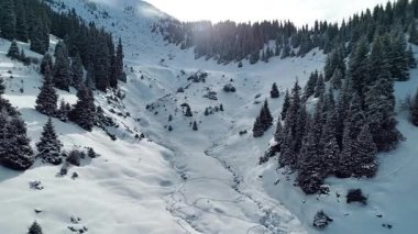 Dağ vadisi manzarasının insansız hava aracı görüntüsü Almaty City, Kazakistan yakınlarındaki bakir beyaz kar ve ladin ağacı ormanlarıyla kaplıydı.