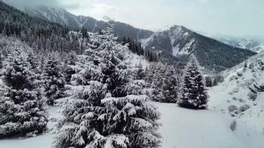 Dağ vadisi manzarasının insansız hava aracı görüntüsü Almaty City, Kazakistan yakınlarındaki bakir beyaz kar ve ladin ağacı ormanlarıyla kaplıydı.