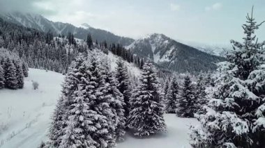 Dağ vadisi manzarasının insansız hava aracı görüntüsü Almaty City, Kazakistan yakınlarındaki bakir beyaz kar ve ladin ağacı ormanlarıyla kaplıydı.