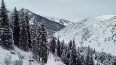 Dağ vadisi manzarasının insansız hava aracı görüntüsü Almaty City, Kazakistan yakınlarındaki bakir beyaz kar ve ladin ağacı ormanlarıyla kaplıydı.
