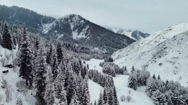 Dağ vadisi manzarasının insansız hava aracı görüntüsü Almaty City, Kazakistan yakınlarındaki bakir beyaz kar ve ladin ağacı ormanlarıyla kaplıydı.