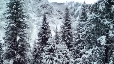 Dağ vadisi manzarasının insansız hava aracı görüntüsü Almaty City, Kazakistan yakınlarındaki bakir beyaz kar ve ladin ağacı ormanlarıyla kaplıydı.
