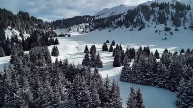 Dağ vadisi manzarasının insansız hava aracı görüntüsü Almaty City, Kazakistan yakınlarındaki bakir beyaz kar ve ladin ağacı ormanlarıyla kaplıydı.