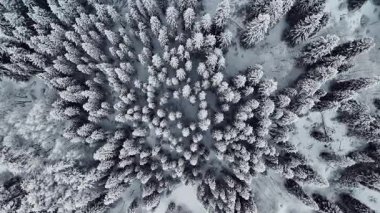 Dağ vadisindeki çam ağaçlarının tepesindeki hava aracı Almaty City, Kazakistan yakınlarındaki bakir beyaz karla kaplıydı.