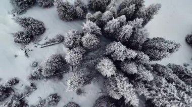 Dağ vadisindeki çam ağaçlarının tepesindeki hava aracı Almaty City, Kazakistan yakınlarındaki bakir beyaz karla kaplıydı.