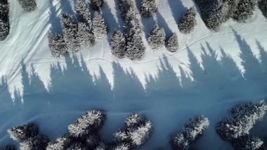 Dağ vadisindeki çam ağaçlarının tepesindeki hava aracı Almaty City, Kazakistan yakınlarındaki bakir beyaz karla kaplıydı.