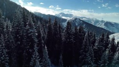 Dağ vadisi manzarasının insansız hava aracı görüntüsü Almaty City, Kazakistan yakınlarındaki bakir beyaz kar ve ladin ağacı ormanlarıyla kaplıydı.