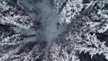 Dağ vadisindeki çam ağaçlarının tepesindeki hava aracı Almaty City, Kazakistan yakınlarındaki bakir beyaz karla kaplıydı.