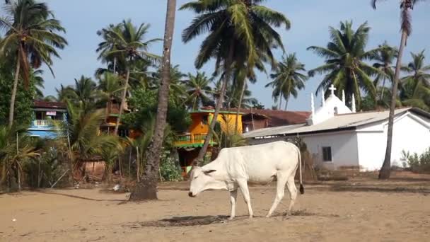 Vaca na Índia — Vídeo de Stock