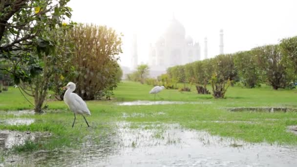 Taj Mahal vista y garza blanca en el parque Mehtab Bagh — Vídeos de Stock