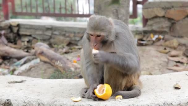 Monkey äta frukt — Stockvideo