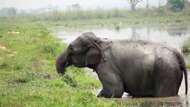 Słoń w kąpieliskach w Nepalu national park — Wideo stockowe