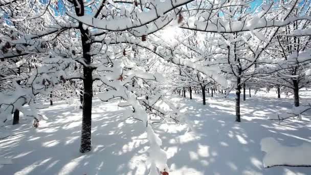 Zimowe krajobrazy leśne — Wideo stockowe