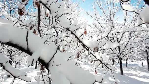 Paisaje del bosque de invierno — Vídeo de stock