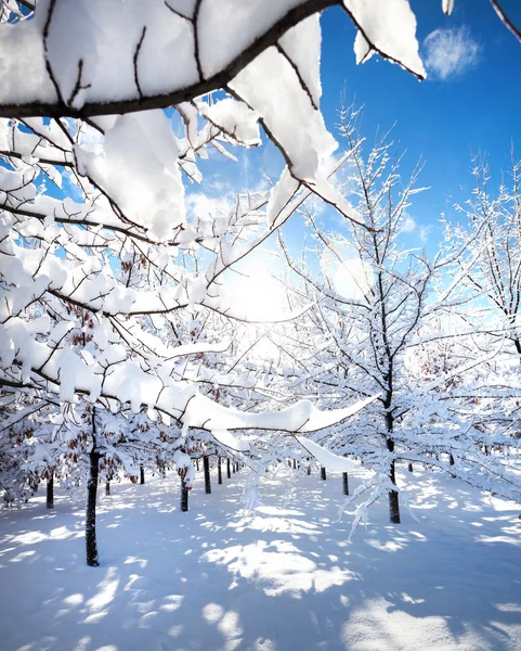 Hermoso parque de invierno —  Fotos de Stock