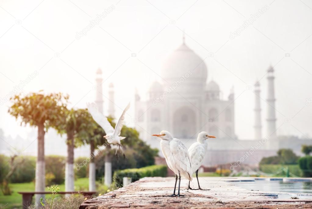 Birds near Taj Mahal