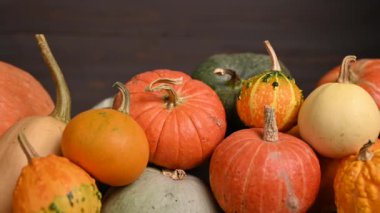 Balkabağı tarlası, birden fazla beden, renkli balkabağı, kaydırma iğnesi. 4K UHD 3840x2160