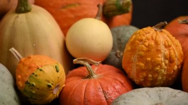 Balkabağı tarlası, birden fazla beden, renkli balkabağı, kaydırma iğnesi. 4K UHD 3840x2160