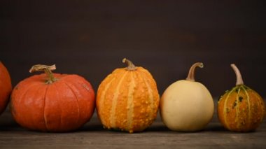 Balkabağı tarlası, birden fazla beden, renkli balkabağı, kaydırma iğnesi. 4K UHD 3840x2160