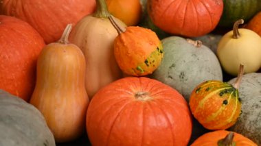 Balkabağı tarlası, birden fazla beden, renkli balkabağı, kaydırma iğnesi. 4K UHD 3840x2160