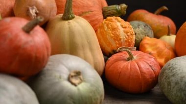 Balkabağı tarlası, birden fazla beden, renkli balkabağı, kaydırma iğnesi. 4K UHD 3840x2160