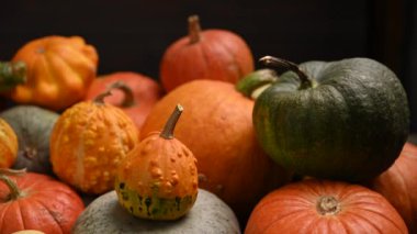 Balkabağı tarlası, birden fazla beden, renkli balkabağı, kaydırma iğnesi. 4K UHD 3840x2160