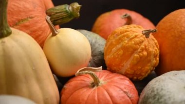 Balkabağı tarlası, birden fazla beden, renkli balkabağı, kaydırma iğnesi. 4K UHD 3840x2160