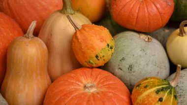 Balkabağı tarlası, birden fazla beden, renkli balkabağı, kaydırma iğnesi. 4K UHD 3840x2160