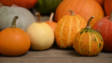 Balkabağı tarlası, birden fazla beden, renkli balkabağı, kaydırma iğnesi. 4K UHD 3840x2160