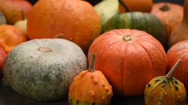 Balkabağı tarlası, birden fazla beden, renkli balkabağı, kaydırma iğnesi. 4K UHD 3840x2160