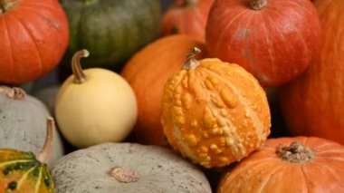 Balkabağı tarlası, birden fazla beden, renkli balkabağı, kaydırma iğnesi. 4K UHD 3840x2160