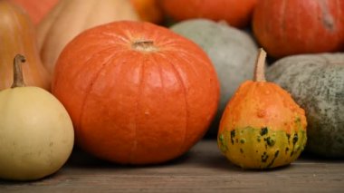 Balkabağı tarlası, birden fazla beden, renkli balkabağı, kaydırma iğnesi. 4K UHD 3840x2160