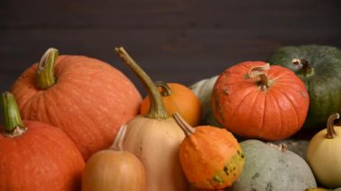 Balkabağı tarlası, birden fazla beden, renkli balkabağı, kaydırma iğnesi. 4K UHD 3840x2160