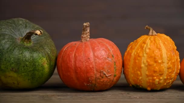 Parche de calabaza, calabazas de varios tamaños, coloridas, tiro deslizante. 4K UHD 3840x2160 — Vídeos de Stock