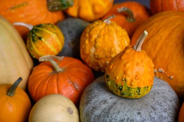 Sonbahar hasadı rengarenk kabaklar ve farklı türde balkabakları..