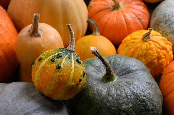 Herfst oogst kleurrijke pompoenen en pompoenen in verschillende variëteiten. — Stockfoto