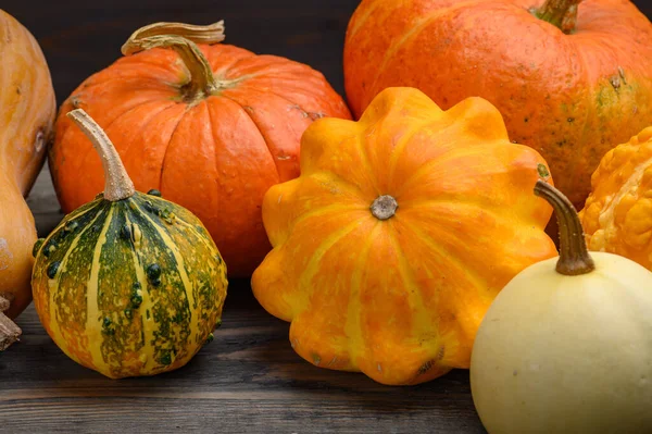 Autumn harvest colorful squashes and pumpkins in different varieties. Wood background. — Stock Photo, Image