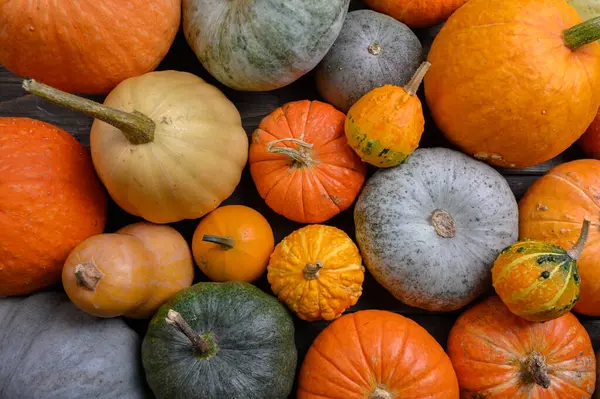 Colheita de outono abóboras coloridas e abóboras em diferentes variedades. — Fotografia de Stock