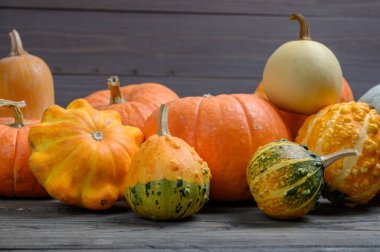 Sonbahar hasadı rengarenk kabaklar ve farklı türde balkabakları. Ahşap arkaplan.