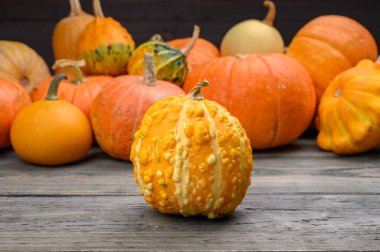 Sonbahar hasadı rengarenk kabaklar ve farklı türde balkabakları. Ahşap arkaplan.