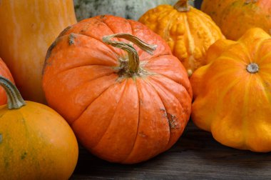 Sonbahar hasadı rengarenk kabaklar ve farklı türde balkabakları. Ahşap arkaplan.