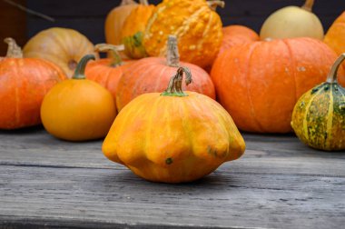 Sonbahar hasadı rengarenk kabaklar ve farklı türde balkabakları. Ahşap arkaplan.