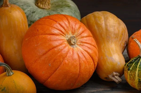 Herfst oogst kleurrijke pompoenen en pompoenen in verschillende variëteiten. Houtachtergrond. — Stockfoto