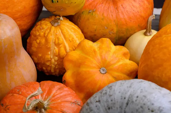 Herfst oogst kleurrijke pompoenen en pompoenen in verschillende variëteiten. Houtachtergrond. — Stockfoto