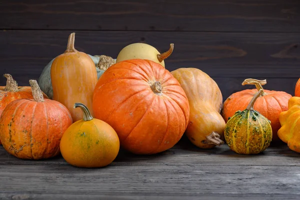 Herfst oogst kleurrijke pompoenen en pompoenen in verschillende variëteiten. Houtachtergrond. — Stockfoto