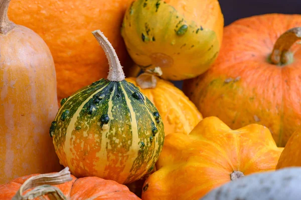 Otoño cosecha coloridas calabazas y calabazas en diferentes variedades. Fondo de madera. — Foto de Stock