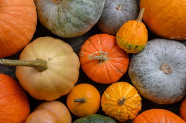 Sonbahar hasadı rengarenk kabaklar ve farklı türde balkabakları..