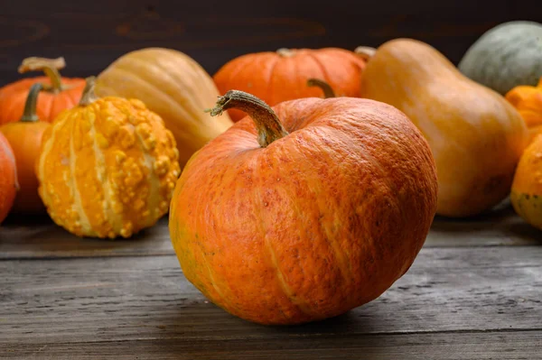 Herfst oogst kleurrijke pompoenen en pompoenen in verschillende variëteiten. Houtachtergrond. — Stockfoto