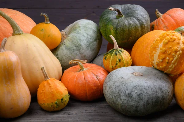 Herfst oogst kleurrijke pompoenen en pompoenen in verschillende variëteiten. — Stockfoto